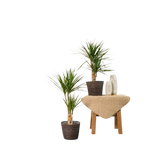 2x Dracaena - ↨90cm - Ø17cm Everspring