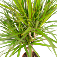 2x Dracaena - ↨90cm - Ø17cm Everspring