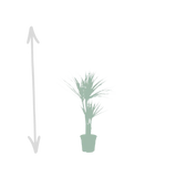 2x Dracaena - ↨90cm - Ø17cm Everspring