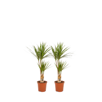 2x Dracaena - ↨90cm - Ø17cm Everspring