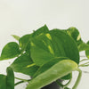 2x Epipremnum Aureum - Scindapsus - 25cm - ø15 Everspring