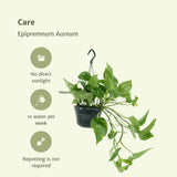 2x Epipremnum Aureum - Scindapsus - 25cm - ø15 Everspring