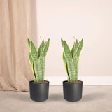2x Sansevieria Laurentii - Langue de Dame - 40 cm - ø14 Everspring