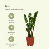 2x Zamioculcas Zamiifolia - Palmier émeraude - 50cm - ø14 Everspring