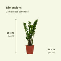 2x Zamioculcas Zamiifolia - Palmier émeraude - 50cm - ø14 Everspring