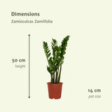2x Zamioculcas Zamiifolia - Palmier émeraude - 50cm - ø14 Everspring