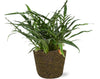 Aglaomorpha Coronans - Ø 17 cm - ↕ 45 cm + Pot Selin D 18 x 16 cm - Noir - GREEN OASIS - SHOP