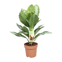 Aglaonema Silver Bay - Pervenche de Chine - Ø17cm - ↕55cm Everspring