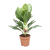 Aglaonema Silver Bay - Pervenche de Chine - Ø17cm - ↕55cm Everspring