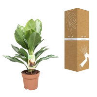 Aglaonema Silver Bay - Pervenche de Chine - Ø17cm - ↕55cm Everspring