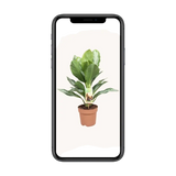 Aglaonema Silver Bay - Pervenche de Chine - Ø17cm - ↕55cm Everspring