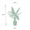 Alocasia Cucullata - Ø19cm - ↕60cm + Alocasia Lauterbachiana - Ø19cm - ↕75cm Everspring