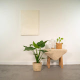 Alocasia Cucullata - Ø19cm - ↕65cm + Panier Selin Everspring