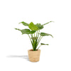 Alocasia Cucullata - Ø19cm - ↕65cm + Panier Selin Everspring
