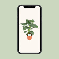 Alocasia Cucullata - Ø21cm - ↕80cm Everspring