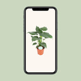 Alocasia Cucullata - Ø21cm - ↕80cm Everspring