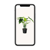 Alocasia cucullata - oreille d'éléphant - Ø19cm - ↕55cm Everspring