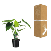 Alocasia cucullata - oreille d'éléphant - Ø19cm - ↕55cm Everspring