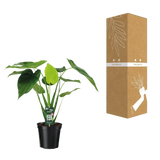 Alocasia cucullata - oreille d'éléphant - Ø19cm - ↕55cm Everspring