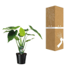 Alocasia cucullata - oreille d'éléphant - Ø19cm - ↕55cm Everspring