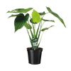 Alocasia cucullata - oreille d'éléphant - Ø19cm - ↕55cm Everspring