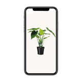 Alocasia cucullata - oreille d'éléphant - Ø19cm - ↕55cm Everspring