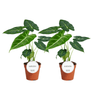 Alocasia Frydek - 2 pièces - Ø12cm - ↕35cm - GREEN OASIS - SHOP