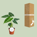 Alocasia Frydek 35 cm - GREEN OASIS - SHOP