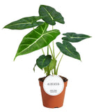 Alocasia Frydek 35 cm - GREEN OASIS - SHOP