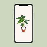 Alocasia Frydek 35 cm - GREEN OASIS - SHOP