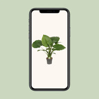 Alocasia Gageana California - Ø21cm - ↕80cm Everspring