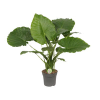 Alocasia Gageana California - Ø21cm - ↕80cm Everspring
