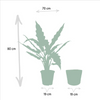 Alocasia Lauterbachiana - Ø19cm - ↕80cm + panier Selin Everspring