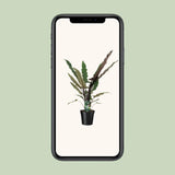 Alocasia Lauterbachiana - Ø19cm - ↕80cm Everspring