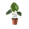 Alocasia Lukiwan - Ø12cm - ↕20cm - GREEN OASIS - SHOP Plantes vertes originales livrées à votre domicile
