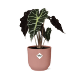 Alocasia ‘Polly’ en ELHO Vibes Fold 14 cm rose - GREEN OASIS - SHOP