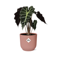 Alocasia ‘Polly’ en ELHO Vibes Fold 14 cm rose - GREEN OASIS - SHOP