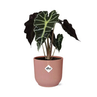 Alocasia ‘Polly’ en ELHO Vibes Fold 14 cm rose - GREEN OASIS - SHOP