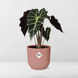 Alocasia ‘Polly’ en ELHO Vibes Fold 14 cm rose - GREEN OASIS - SHOP