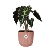 Alocasia ‘Polly’ en ELHO Vibes Fold 14 cm rose - GREEN OASIS - SHOP