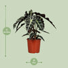 Alocasia Polly - Ø17cm - ↕45cm Everspring
