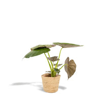 Alocasia Wentii - Ø19cm - ↕65cm + panier Selin Everspring