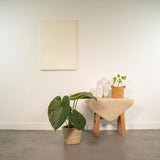 Alocasia Wentii - Ø19cm - ↕65cm + panier Selin Everspring