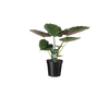 Alocasia Wentii - Oreille d'éléphant - Ø19cm - ↕70cm Everspring