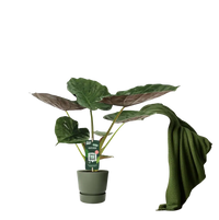Alocasia Wentii - Oreille d'éléphant - Ø19cm - ↕70cm Everspring