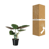 Alocasia Wentii - Oreille d'éléphant - Ø19cm - ↕70cm Everspring