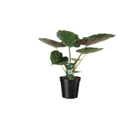 Alocasia Wentii - Oreille d'éléphant - Ø19cm - ↕70cm Everspring