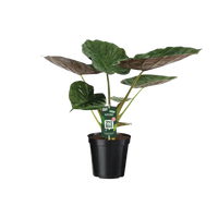 Alocasia Wentii - Oreille d'éléphant - Ø19cm - ↕70cm Everspring