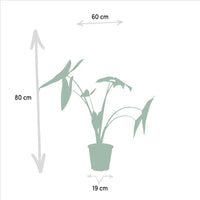 Alocasia Zebrina - Ø19cm - ↕75cm + Alocasia Cucullata - Ø19cm - ↕60cm + Alocasia Lauterbachiana - Ø19cm - ↕75cm Everspring