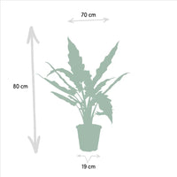 Alocasia Zebrina - Ø19cm - ↕75cm + Alocasia Cucullata - Ø19cm - ↕60cm + Alocasia Lauterbachiana - Ø19cm - ↕75cm Everspring